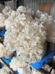 １回のみお届け 80g 20袋