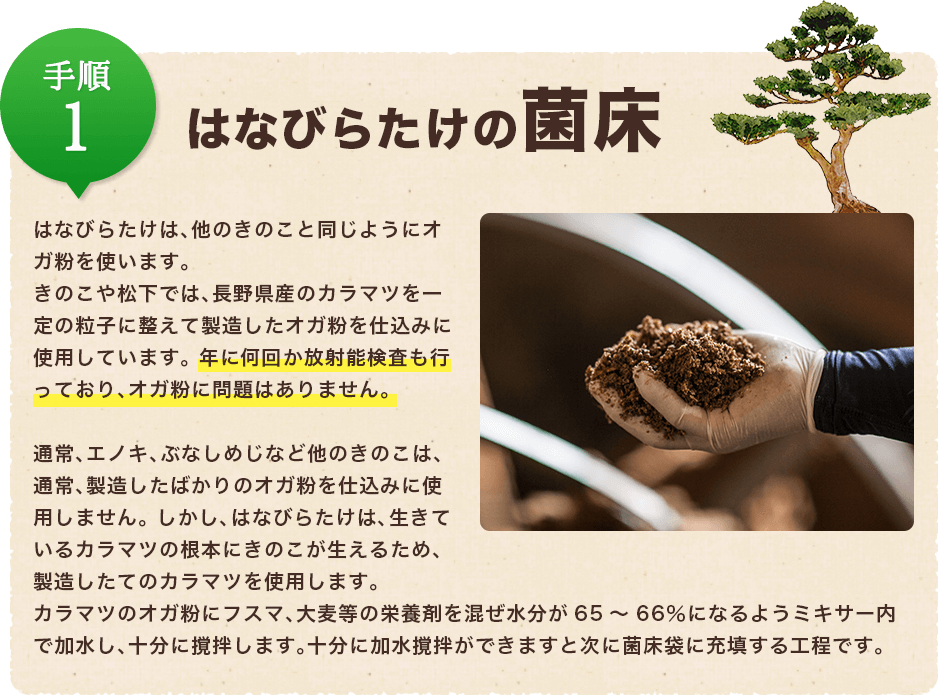 手順1:はなびらたけの菌床/はなびらたけは、他のきのこと同じようにオガ粉を使います。 きのこや松下では、長野県産のカラマツを一定の粒子に整えて製造したオガ粉を仕込みに使用しています。 年に何回か放射能検査も行っており、オガ粉に問題はありません。 通常、エノキ、ぶなしめじなど他のきのこは、通常、製造したばかりのオガ粉を仕込みに使用しません。 しかし、はなびらたけは、生きているカラマツの根本にきのこが生えるため、製造したてのカラマツを使用します。カラマツのオガ粉にフスマ、大麦等の栄養剤を混ぜ水分が65~66%になるようミキサー内で加水し、十分に撹拌します。十分に加水撹拌ができますと次に菌床袋に充填する工程です。