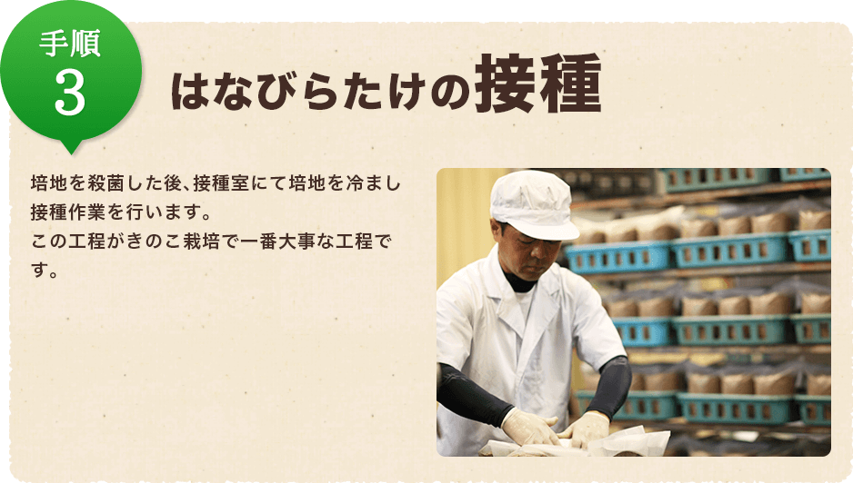 手順3:はなびらたけの接種/培地を殺菌した後、接種室にて培地を冷まし接種作業を行います。この工程がきのこ栽培で一番大事な工程です。