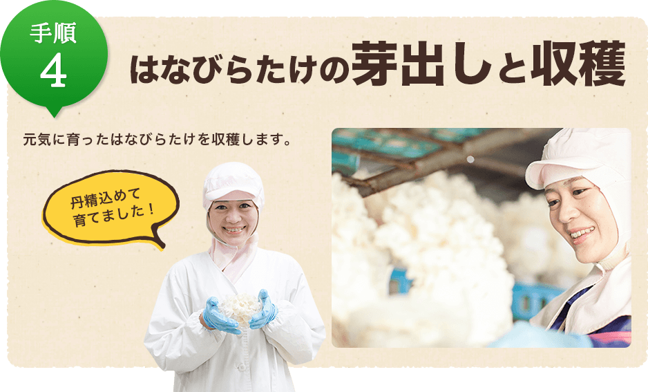 手順4:はなびらたけの芽出しと収穫/元気に育ったはなびらたけを収穫します。
